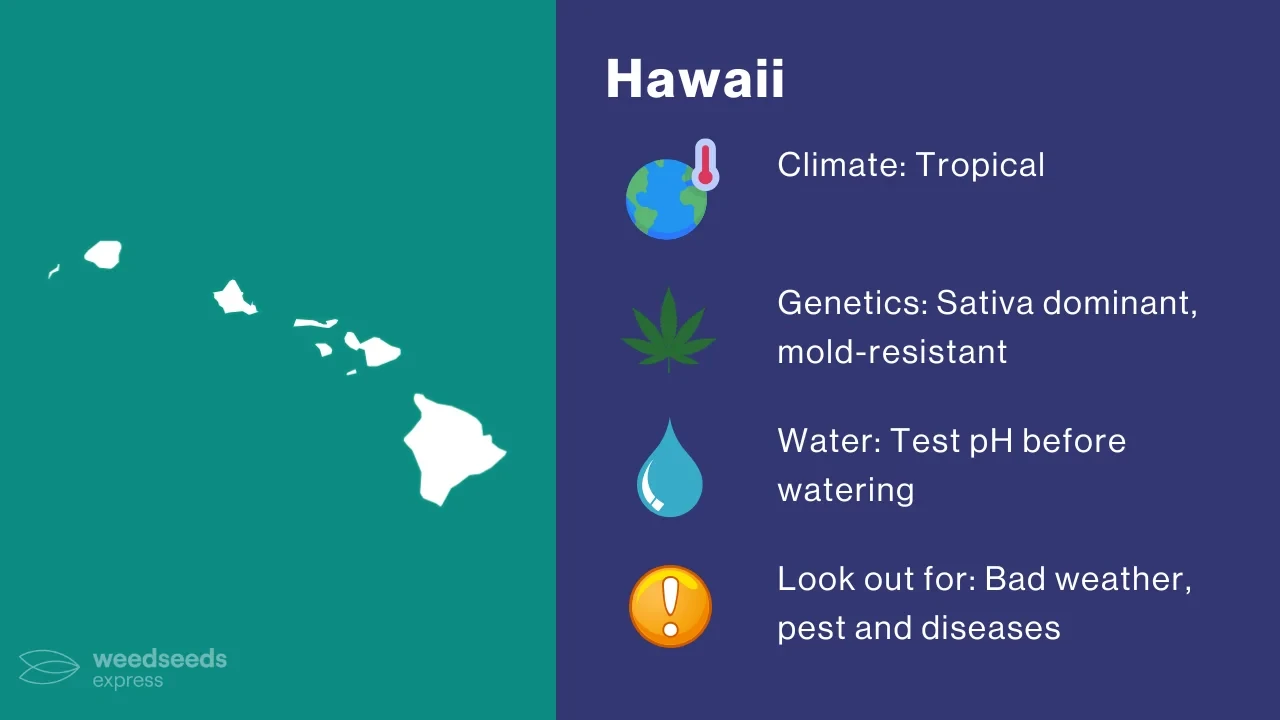 Cannabis Growing Climate in Hawaii